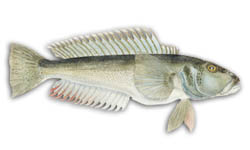 Blue-Eyed Trevalla