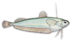 All marine species of Cod