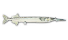 Southern Garfish