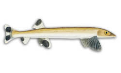 Whiting