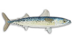 Blue Mackerel