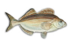 Western Striped Grunter