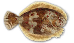 All marine species of Flounder