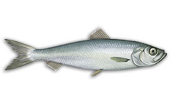 Australian-Herring