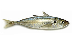 Jack Mackerel