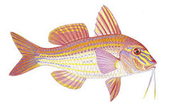 Bluespotted Goatfish