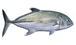 Trevally