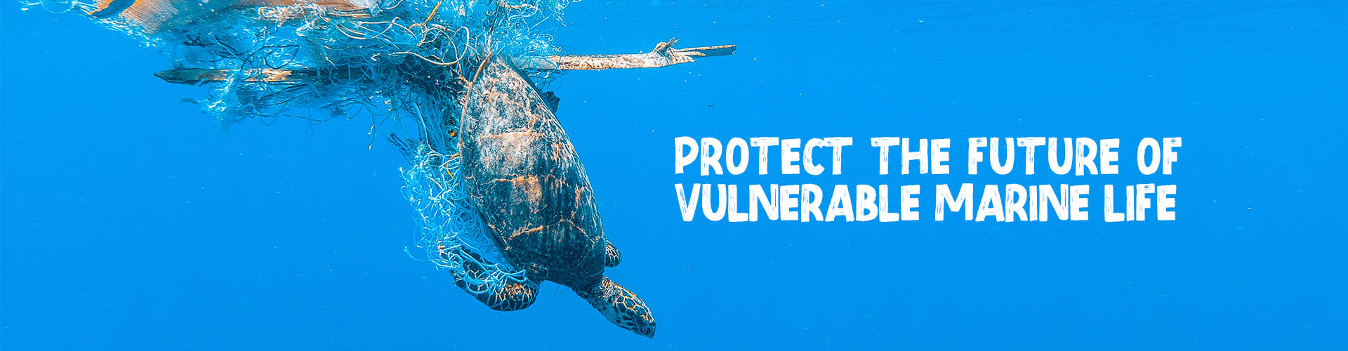 Protect the future of vulnerable marine life