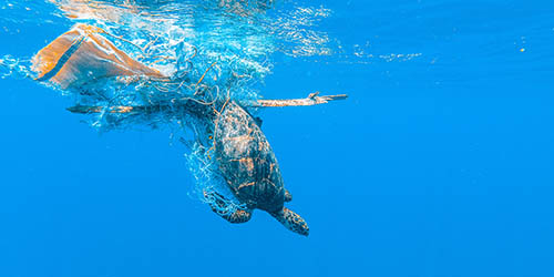 Turtle in nets