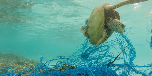 Turtle trapped in net on seafloor 
